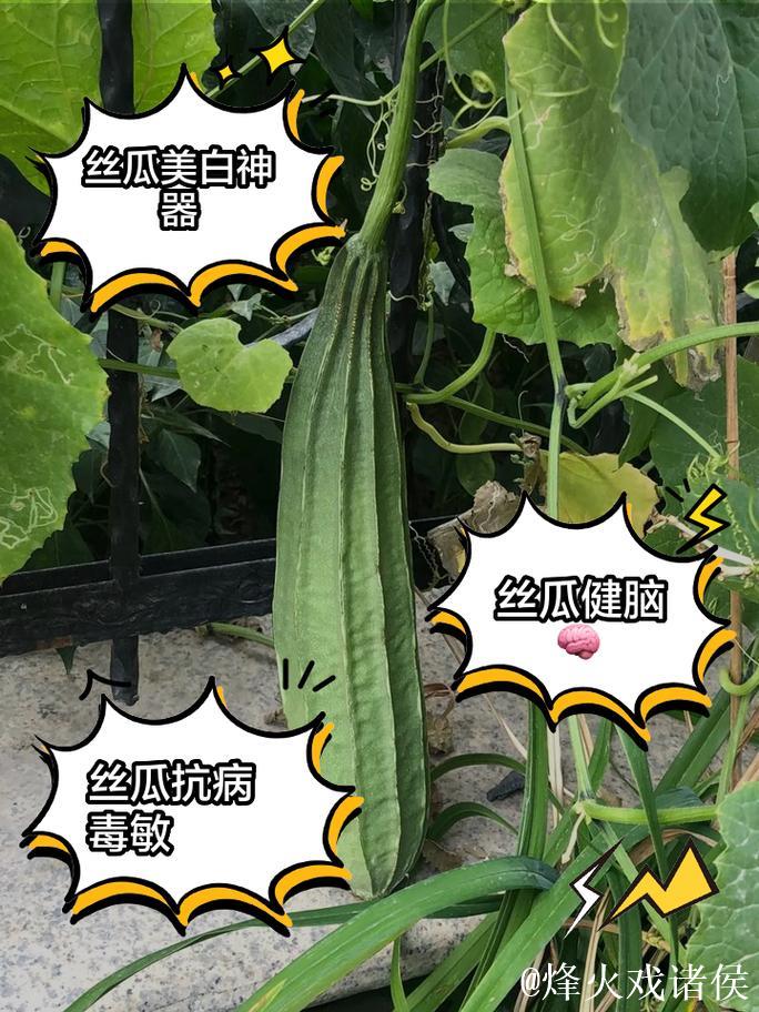 探秘亚洲精品一区：国产精品丝瓜的魅力与价值